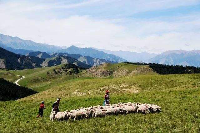 肃南甘肃高山细毛羊