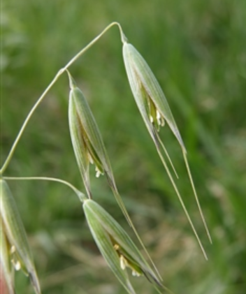 野燕麦的花