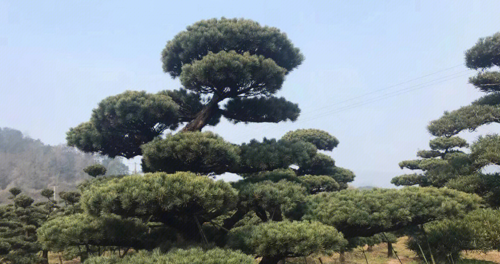 大别山五针松