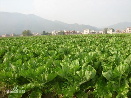 惠州梅菜种植区