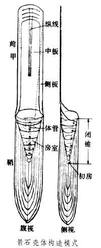 箭石壳体构造模式