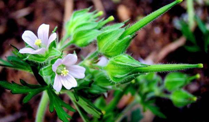 野老鹳草