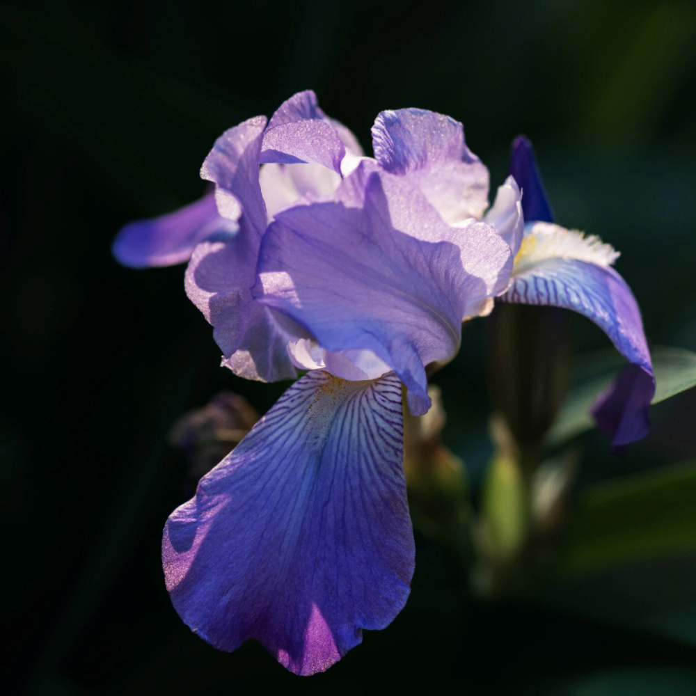 鸾尾花