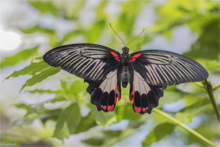 红斑美凤蝶♀