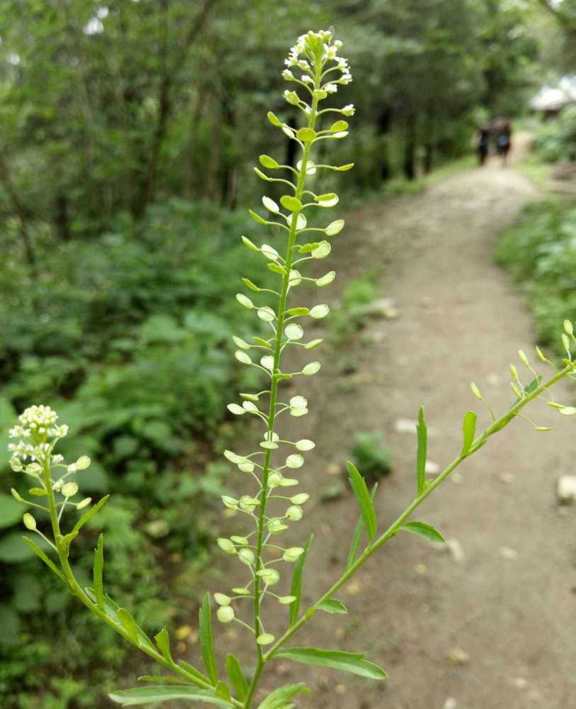 北美独行菜