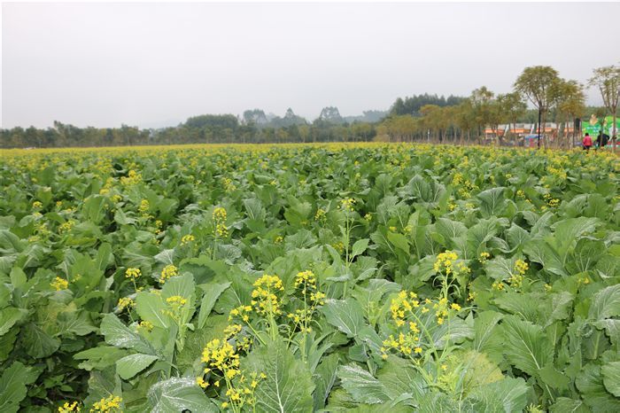 福田菜心种植基地