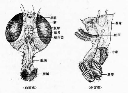 蝇