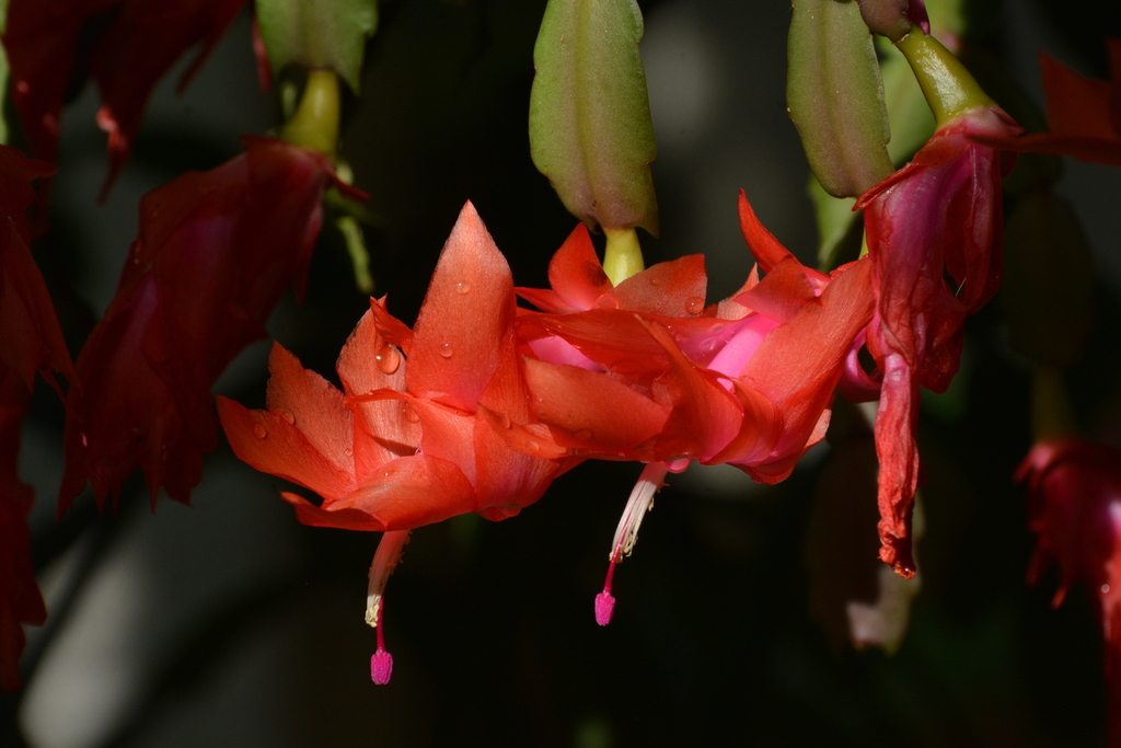 蟹爪兰（花）