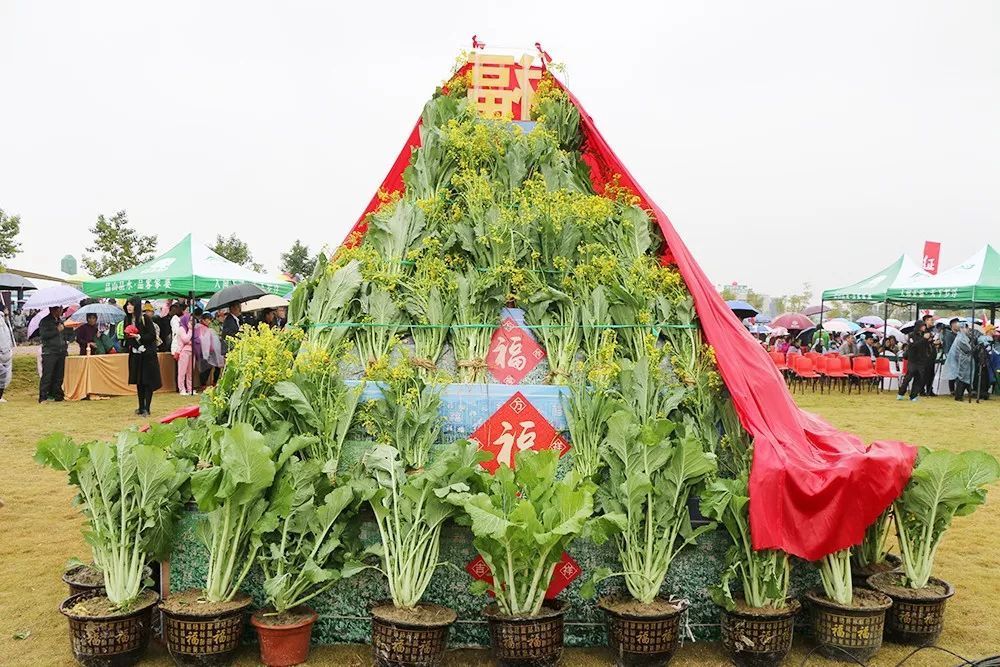 福田菜心旅游节