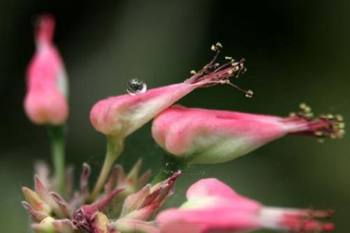 红雀珊瑚花