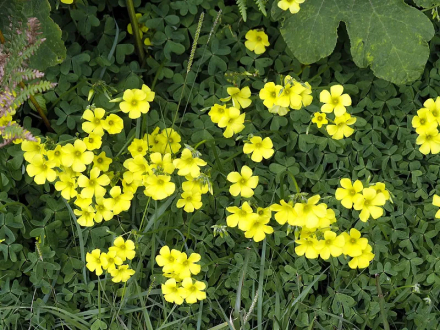 黄花酢浆草