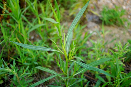 钻叶紫菀