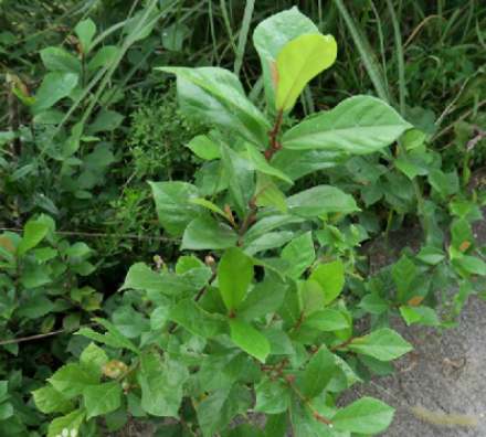 琴叶榕（Ficus pandurata）