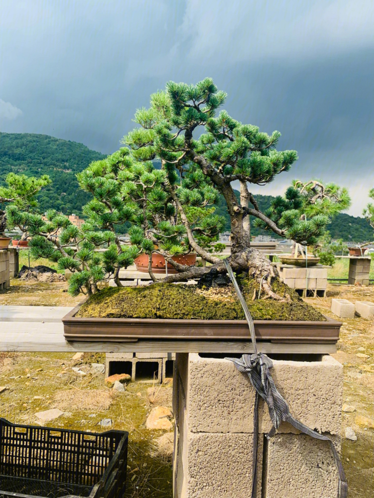 大别山五针松