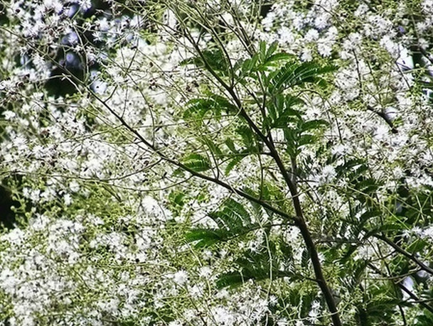 黑荆图片