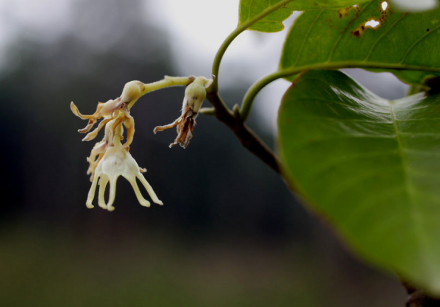 Parashorea stellata