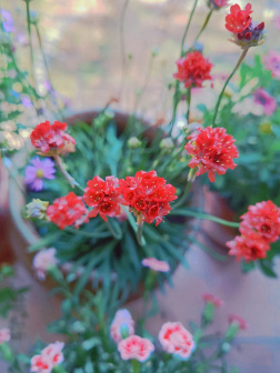 海石竹花朵