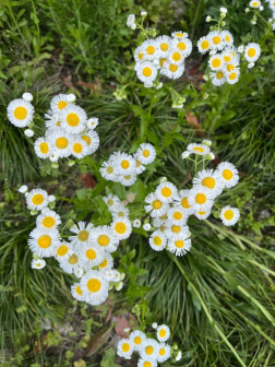 一年蓬-枝花