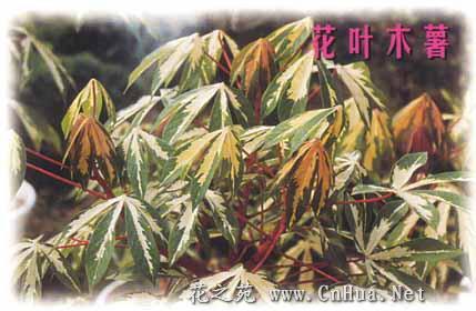 花叶木薯