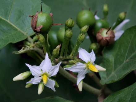 大花茄