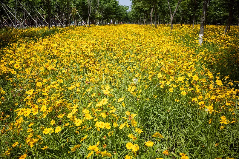 金鸡菊