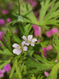 野老鹳草花