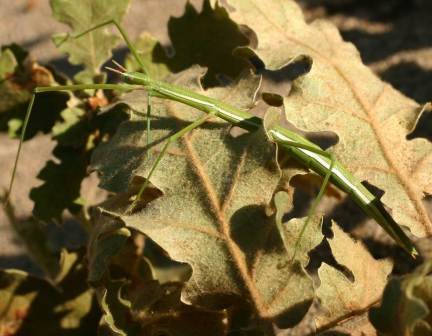 叶脉上的 Clonopsis gallica