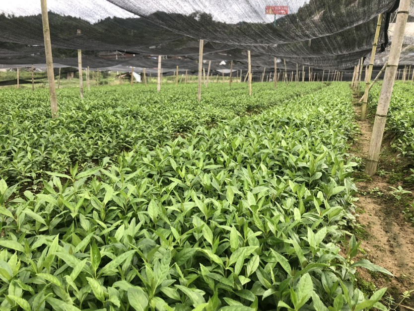 草珊瑚种植基地