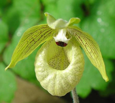 麻栗坡兜兰 Paphiopedilum malipoense