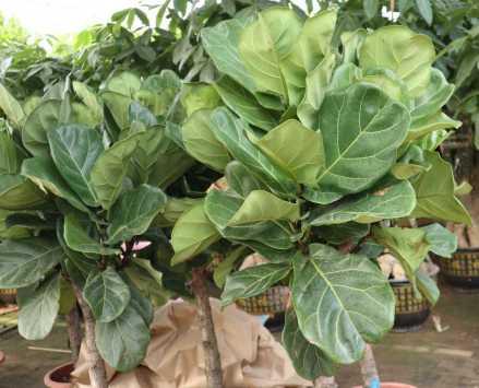 大琴叶榕（Ficus lyrata）