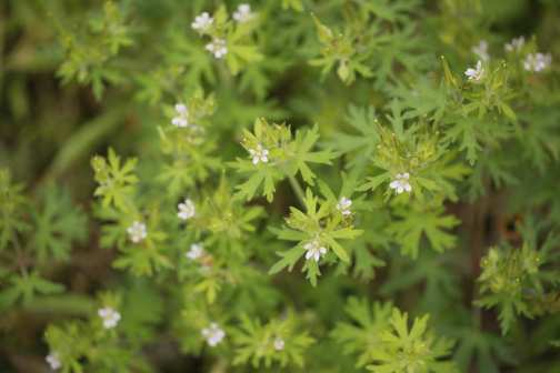 野老鹳草