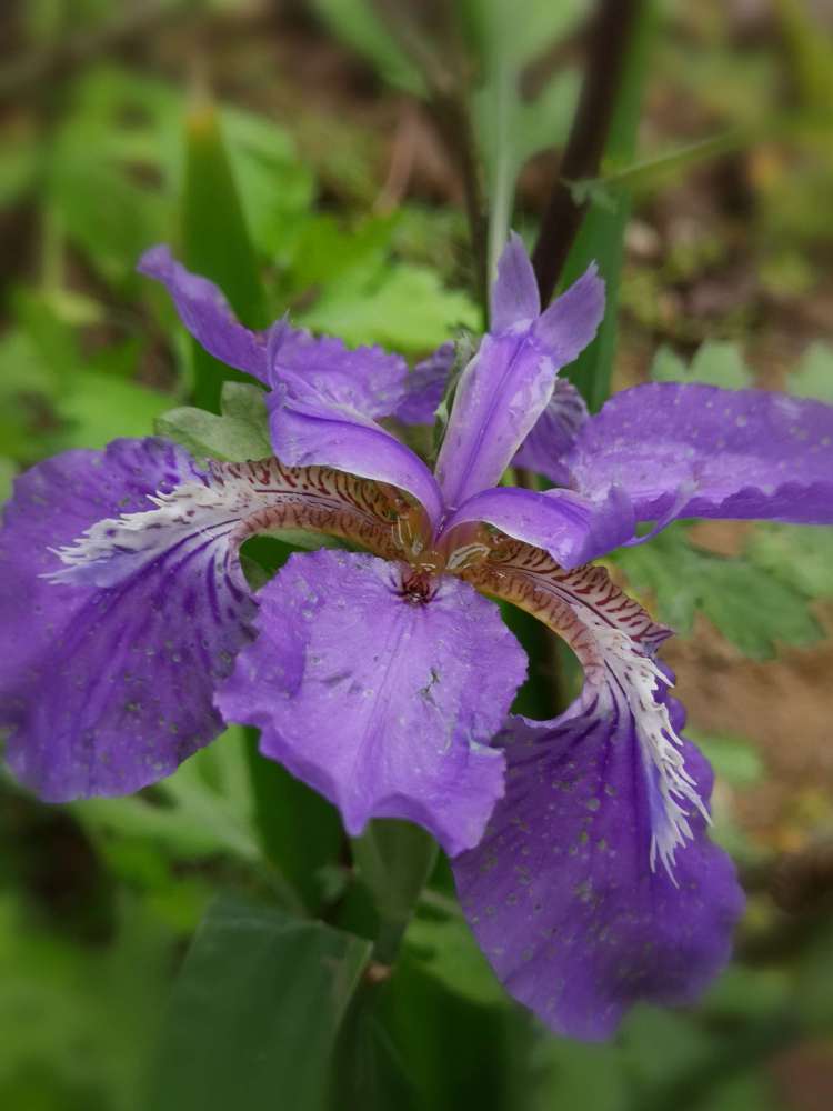 鸾尾花