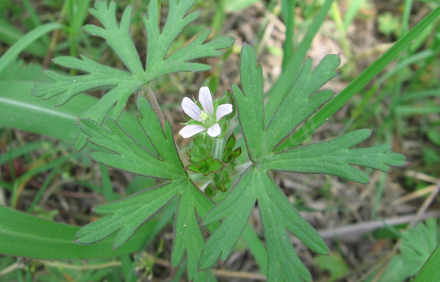 野老鹳草 