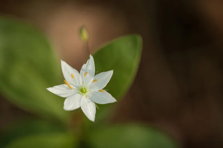 鹿蹄草