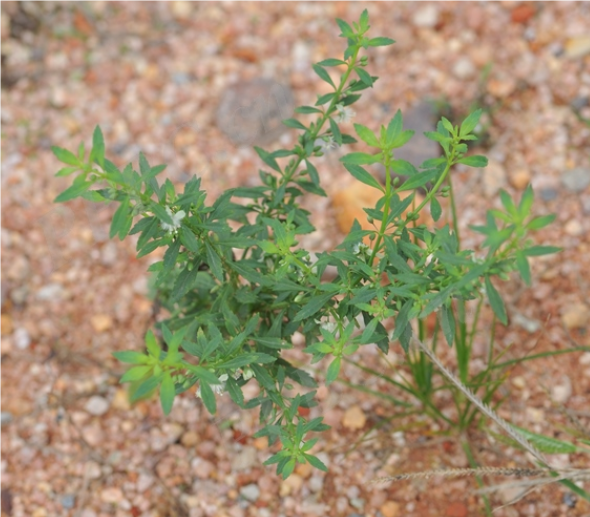 野甘草