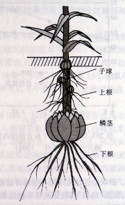 东方百合