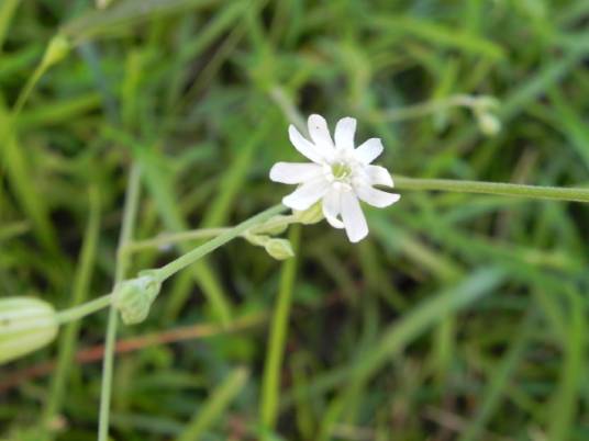 白花蝇子草