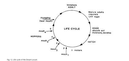 沙漠蝗虫的生命周期 