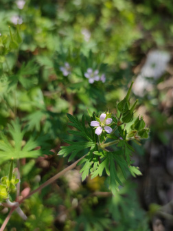 野老鹳草