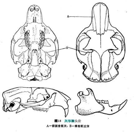 头骨