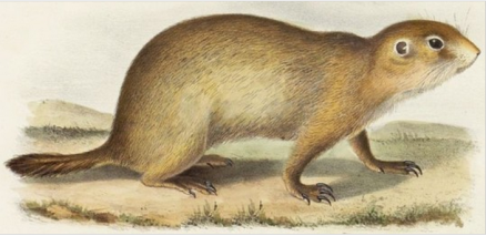 Spermophilus dauricus mongolicus