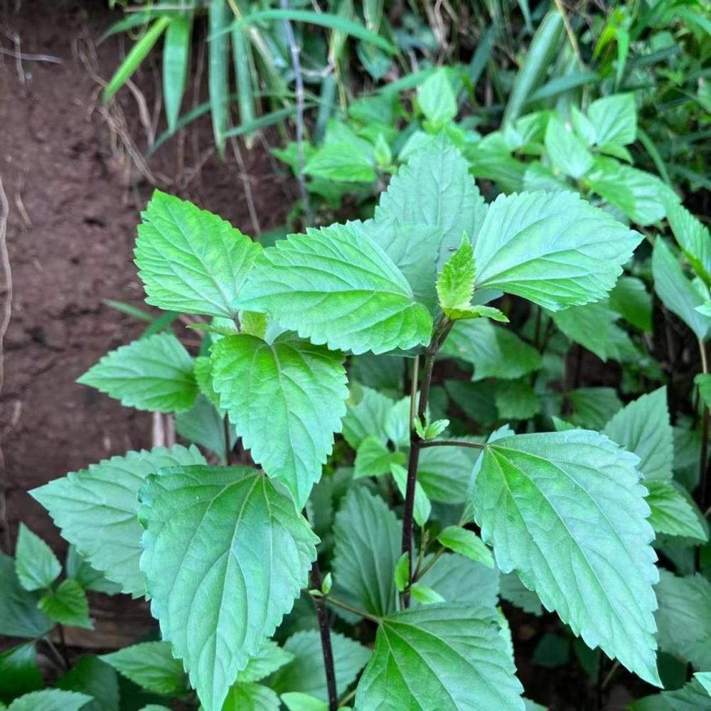 紫茎泽兰