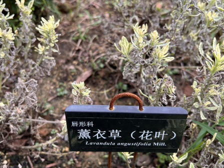 薰衣草