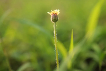 羽芒菊