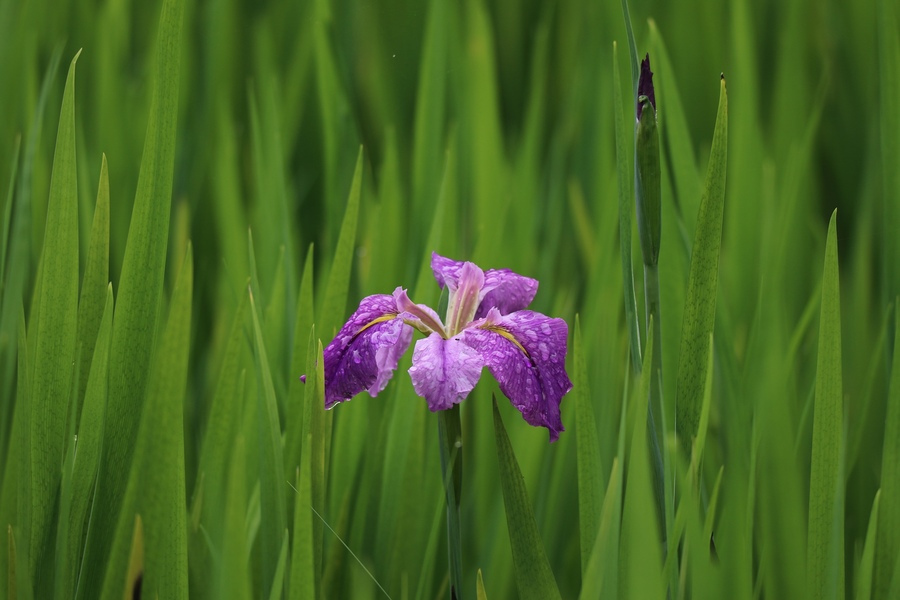 鸾尾花