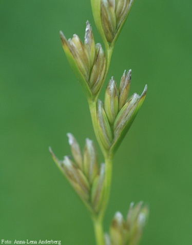 疏花黑麦草