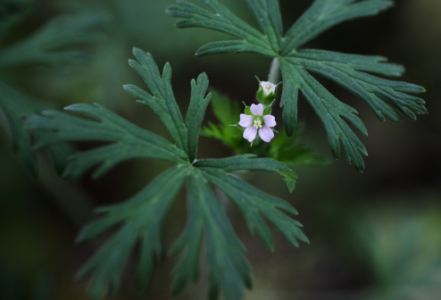 野老鹳草