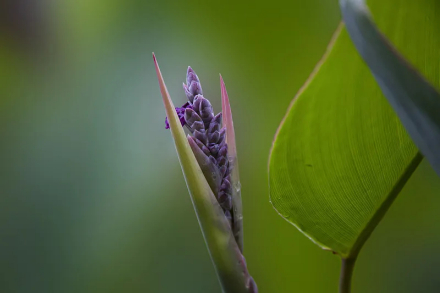 竹芋科水竹芋属植物再力花