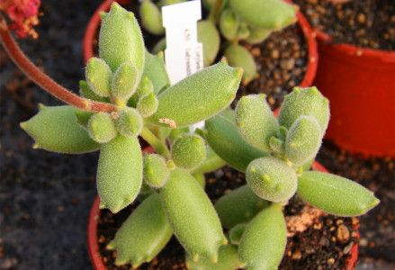 C.tomentosa‘Wol-ore‘