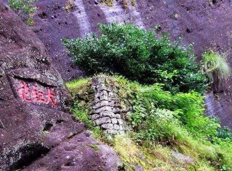 大红袍茶树